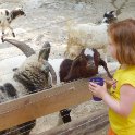 Petting Zoo 2